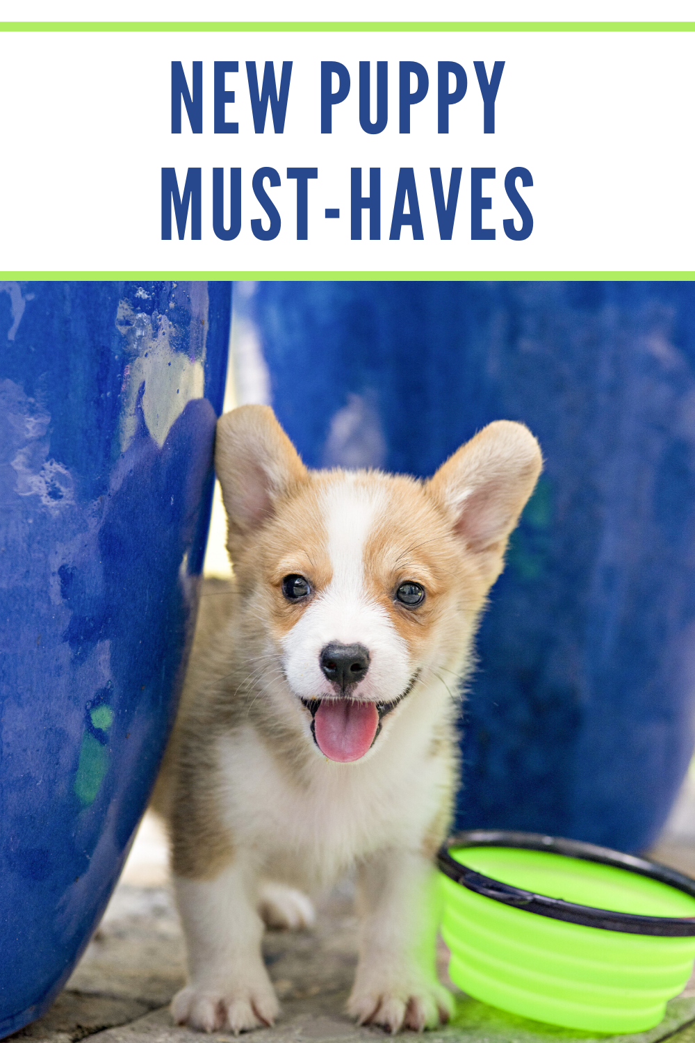 New Puppy Must-Haves - hello emily erin